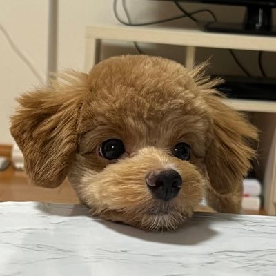 n1_c11's profile picture. 愛犬の写真投稿botになりかけてる