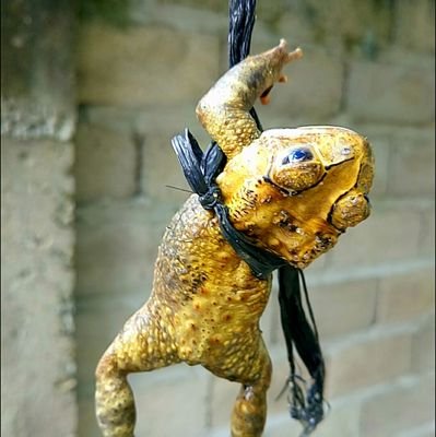 SandiwaraNegeri's profile picture. jadilah bangsa yang merdeka!!