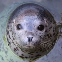 アザモフスキー🦭 (@azamofu_love) 's Twitter Profile Photo