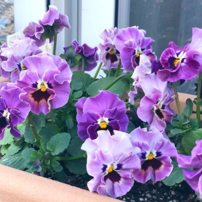 花の魅力はその矛盾にあります。形は繊細ですが香りは強く、サイズは小さいですが美しさは大きく、命は短いですが効果は長いです。植物と美味しいものが大好きです