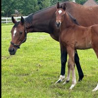 RAS 🏇owner/breeder🏴❤️LFC (@zennerman) 's Twitter Profile Photo RAS 🏇owner/breeder🏴❤️LFC (@zennerman) 's Twitter Profile Photo