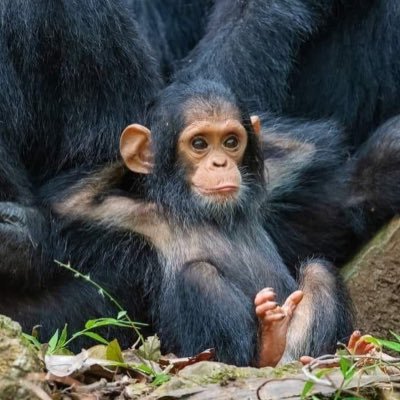 Scruffwhisperer's profile picture. Critical thinker / debate genius - if you’re a beginner thinker don’t bother talking to me. I’ll eat u up and spit u out with my logic.  LLJ🕊️ RIP Juice💔