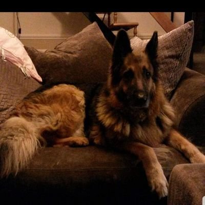 question everything trust nothing.
UK SALTY ARMY, Pureblood.
dogs are the best kind of people.
vw nerd, stargate nerd.