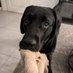 Polly&Lola (@polly_lola_lab) Twitter profile photo Polly&Lola (@polly_lola_lab) Twitter profile photo