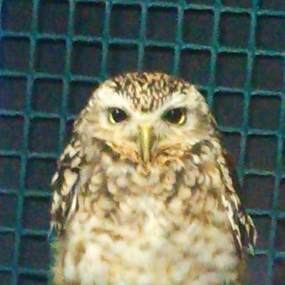 手持ちのレコード(ロック)について。
映画の感想はネタバレゼロを心がけてます。
エドガー・ライトthe Running Manの完成を待ち続けて数年経ちました。