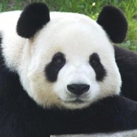 Chenguo (@chenguo200301) 's Twitter Profile