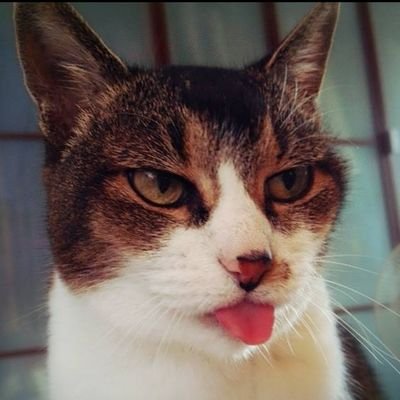 runorinさんのプロフィール画像
