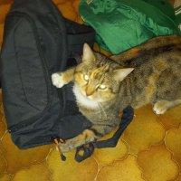 Schweizer schnuffel 🇨🇭♥️🐈‍⬛🐈 (@sschnuffel) Twitter profile photo