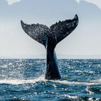 Decentralized Guy π³ (@whale_decent) 's Twitter Profile Photo Decentralized Guy π³ (@whale_decent) 's Twitter Profile Photo
