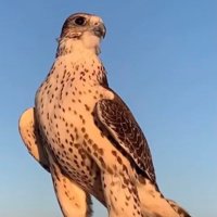 دهمشي المنسب_الحردا (@md5511511257827) 's Twitter Profile Photo دهمشي المنسب_الحردا (@md5511511257827) 's Twitter Profile Photo