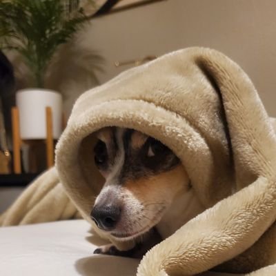 Freemulogi's profile picture. 