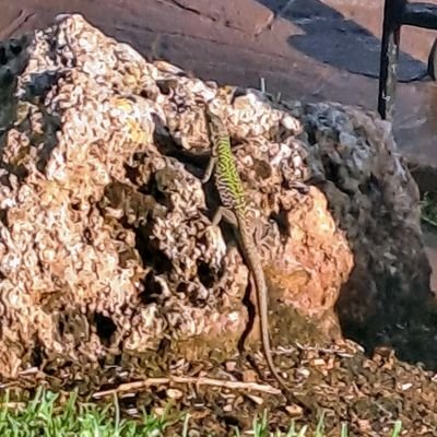 bou_ricard's profile picture. 