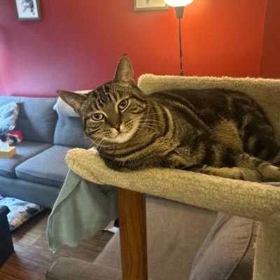 hebbulla222's profile picture. MMA, Fitness. and Food Enthusiast!