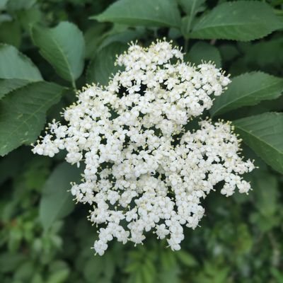 ciaoharuko's profile picture. 在伊生活つれづれ。伊料理は美味しい。でも和食が恋し。日常使用言語比率🇮🇹55🇯🇵30🇬🇧15。東京出身。