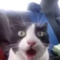 cheeze ๐ (@ilikecheese0898) 's Twitter Profile