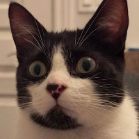 @aliciastef2020 (@aliciastef2020) 's Twitter Profile
