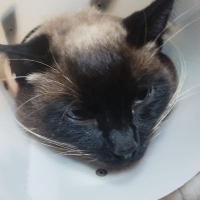 galego2023f's profile picture. Esse é o galego recentemente sofreu um acidente estou fazendo todo possível para cuidar dele gostaria muito de leva-lo ao uma clínica para receber tratamento