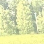 Jasmine Ali-Mousavi (@mousavi_jasmine) 's Twitter Profile