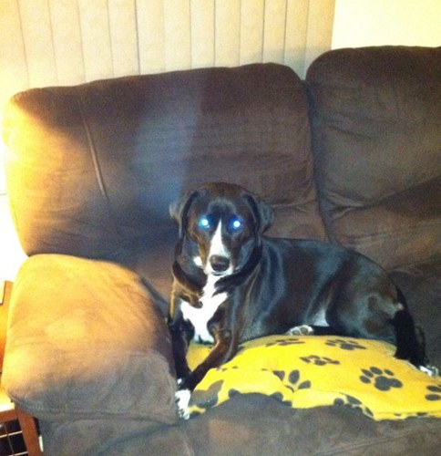 lvemylab's profile picture. nurse, dog lover