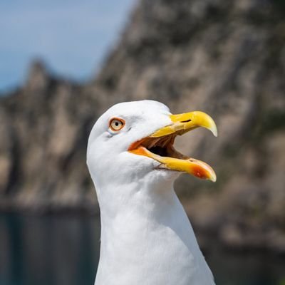 alick84's profile picture. Brighton & Hove Albion Supporter 
Born and Bred in Sussex
Living in Manchester