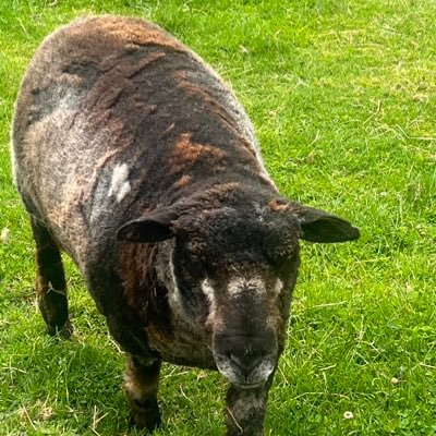 Archie1290's profile picture. Love my country, and love politics.