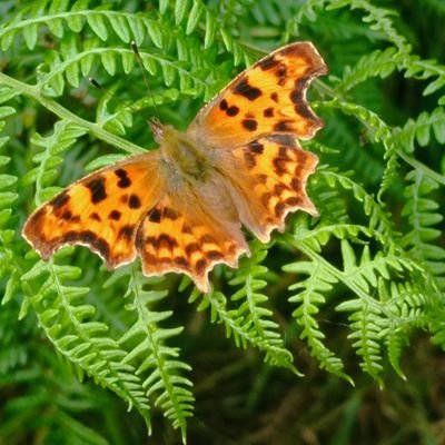 DeniseHesketh3's profile picture. True and genuine