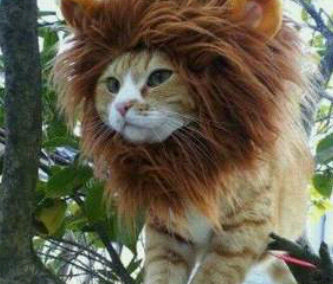 chio_loca's profile picture. Jamás permitas que tus miedos ocupen el lugar de tus sueños.