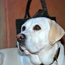 Steve Greenfield - @greenie721 - Twitter