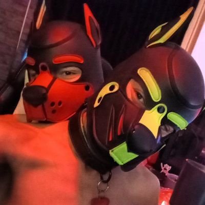 happy energetic pup. bf and Alpha of @FuzzyTheHusky . Mr puppy Netherlands 2024