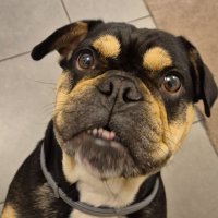 Marcondirondirondell (@marchinosanchez) 's Twitter Profile Photo