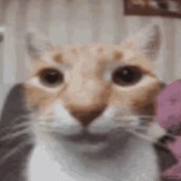 LasagnoCS (@goobiegato) 's Twitter Profile