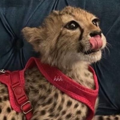 LEEL888888888's profile picture. 