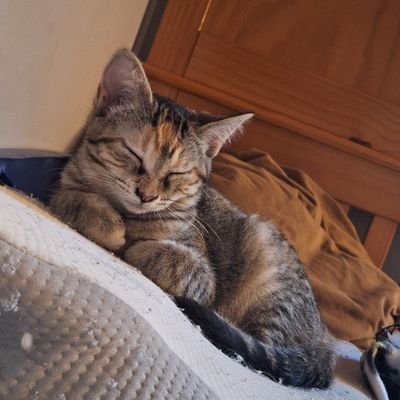 Ellawyn_Adele's profile picture. I have lots of pets and I rlly love Taylor swift ♡♡♡