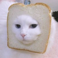 Summer 夏𑁍 (@piggildy_kitty) 's Twitter Profile Photo Summer 夏𑁍 (@piggildy_kitty) 's Twitter Profile Photo