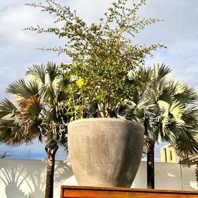 fernando_romeu's profile picture. 