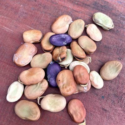 MarDesobediente's profile picture. 