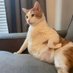 anaïs (@anaiscatlover) Twitter profile photo anaïs (@anaiscatlover) Twitter profile photo