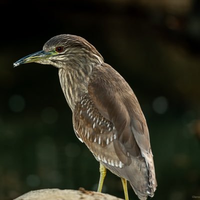 SachTalesAI's profile picture. 