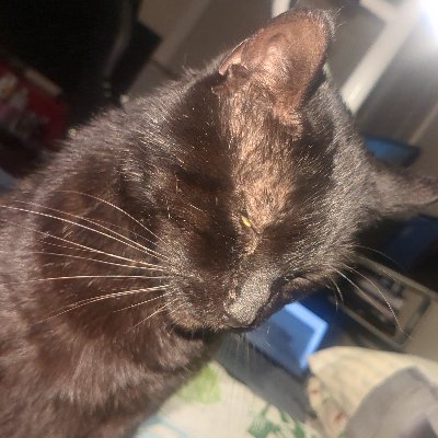 cripplepunk77's profile picture. sober. amputee. cat dad. complex regional pain syndrome. wheelchair user. nerd.