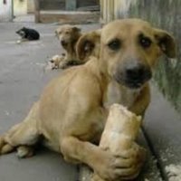 General ANKA (@general_anka23) 's Twitter Profile