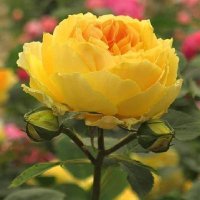⭐نـ❊ـوٌوٌوٌنـ❊ـآ ⭐ (@noha37039568) 's Twitter Profile