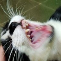 aing maung😺 (@maknyakochengs) 's Twitter Profile