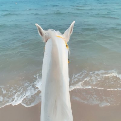 _Rawanalhujaili's profile picture. ♌️🔥🩺🍰🎧✈️🛍️