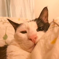 verakitties (@verakitties) 's Twitter Profile