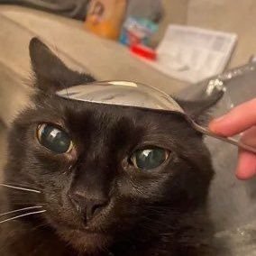 gh0styg00ber's profile picture. 