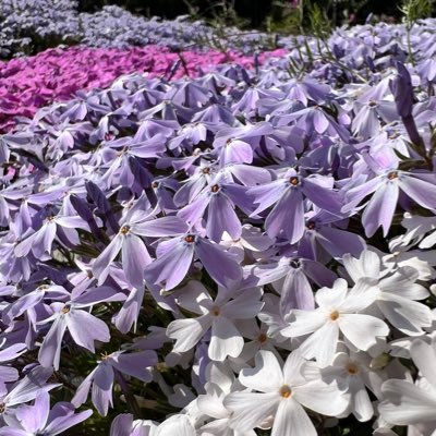 shm_angc's profile picture. 社会人十数年目 かつてYAMAHA MT-03 に乗り山口県を中心にソロツーリングしてた人