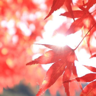みそさばさんのプロフィール画像