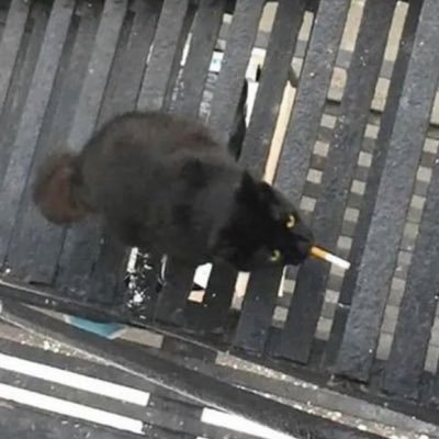 tomstozier's profile picture. watching fsjy and nsbu