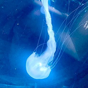 nagi_iloha's profile picture. 割とめんどくさがり_(:3」∠)_ 猫とクラゲとお酒が好き。ゲーム実況とかサバゲーも好き。