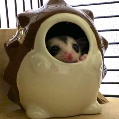 24/7/4生まれビビたん 24/7/26 生まれティニたん